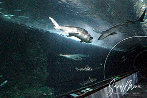 Sandy Moniz Aquarium at the Bay, Sandy Moniz Traveler / Author / Imagineer
